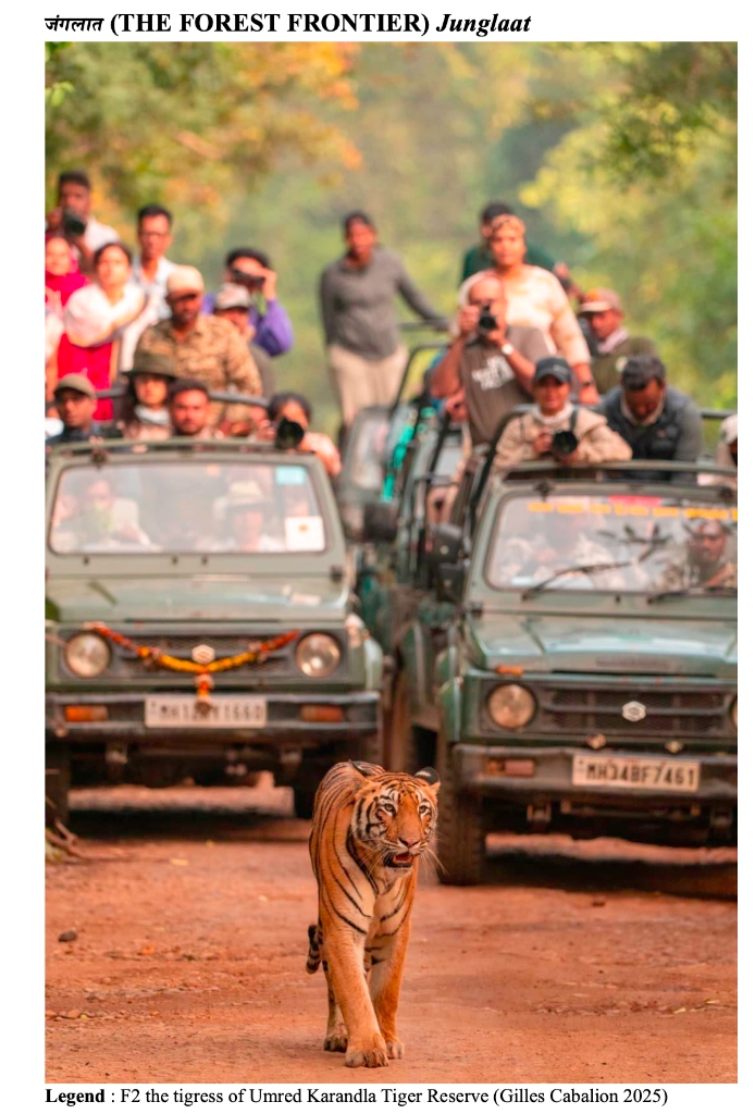 Jungle — Tigress F2 of Umred Karandla